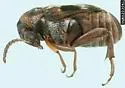 Cowpea Weevil - photo 3