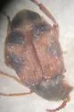 Cowpea Weevil - photo 4