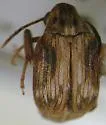 Callosobruchus phaseoli - Callosobruchus phaseoli