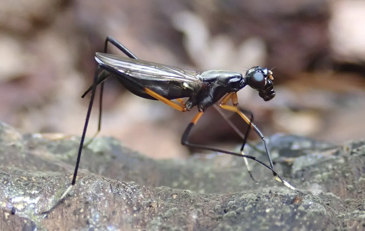 Calobatina geometra - photo 2