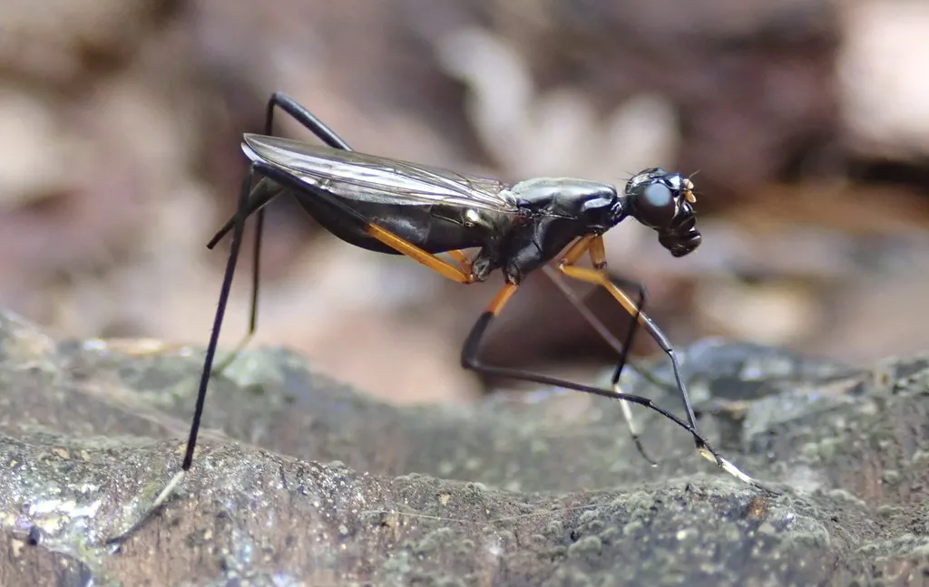 Calobatina geometra - photo 3