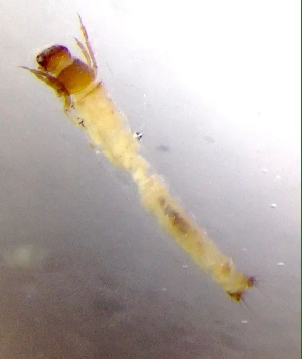 Calocidae - photo 2