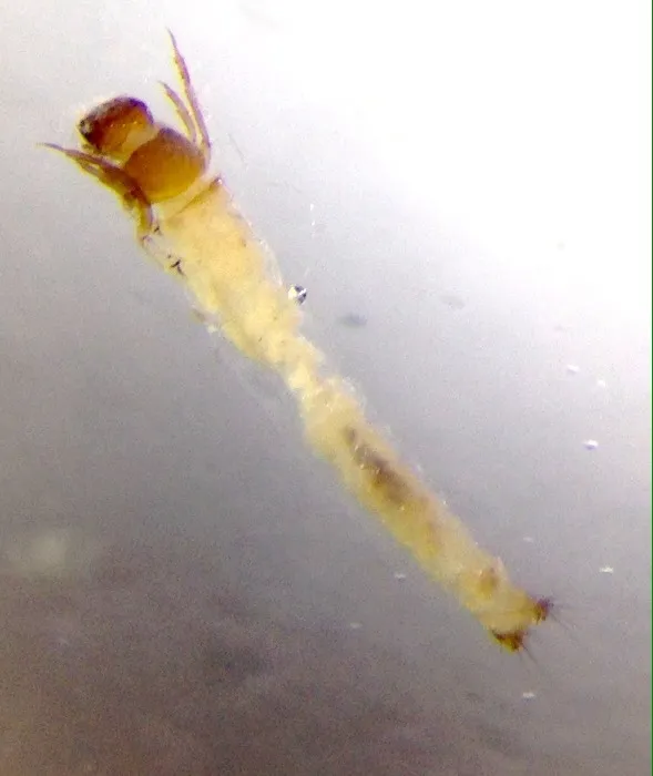Calocidae - photo 3