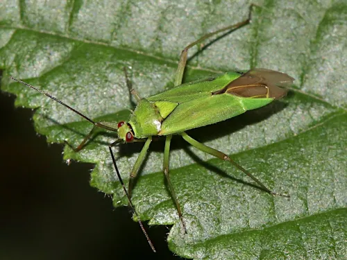 Calocoris alpestris