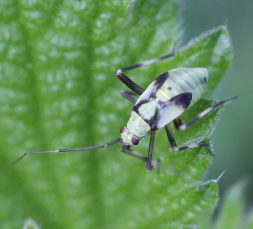 Calocoris alpestris - photo 2