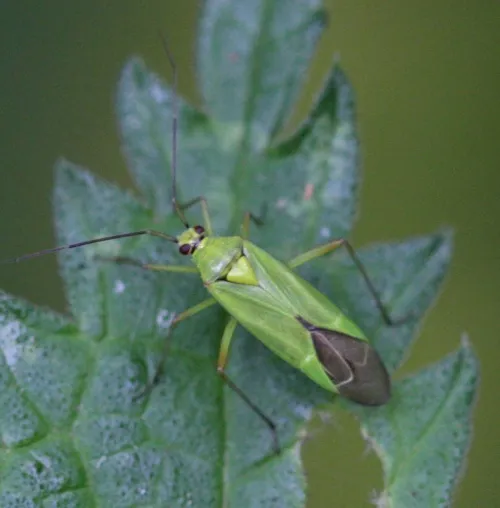 Calocoris alpestris - photo 3