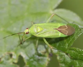 Calocoris alpestris - photo 4
