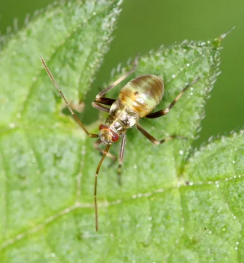 Calocoris alpestris - photo 5