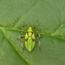 Calocoris alpestris - photo 6