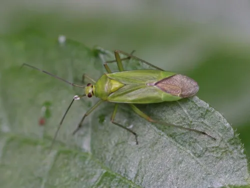 Calocoris alpestris - photo 7