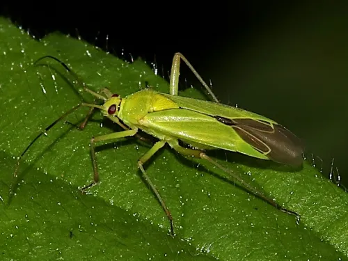 Calocoris alpestris - photo 8