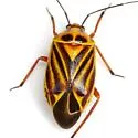 Calocoris barberi