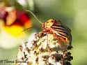 Calocoris barberi - photo 2