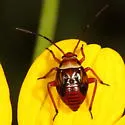 Calocoris barberi - photo 3