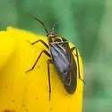 Calocoris barberi - photo 4