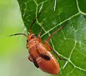 Calocoris barberi - photo 5