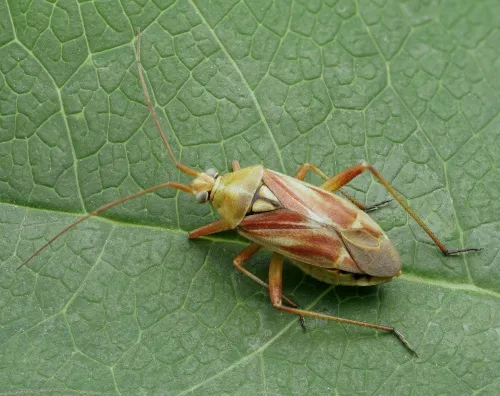 Calocoris roseomaculatus