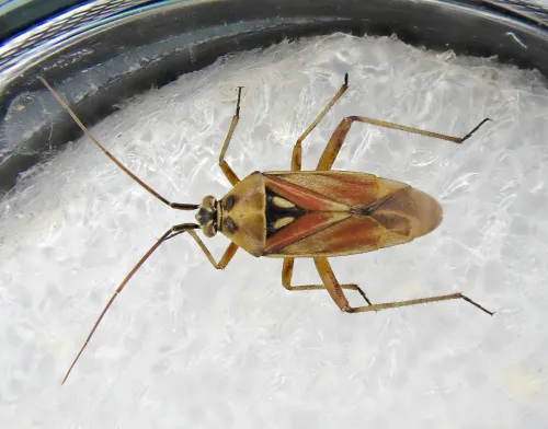 Calocoris roseomaculatus - photo 2