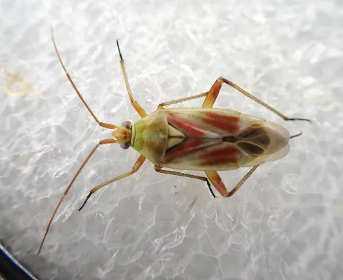 Calocoris roseomaculatus - photo 3