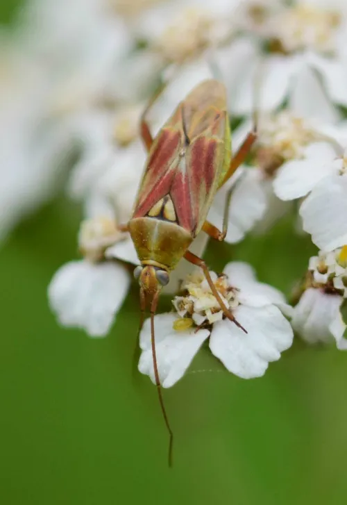 Calocoris roseomaculatus - photo 4
