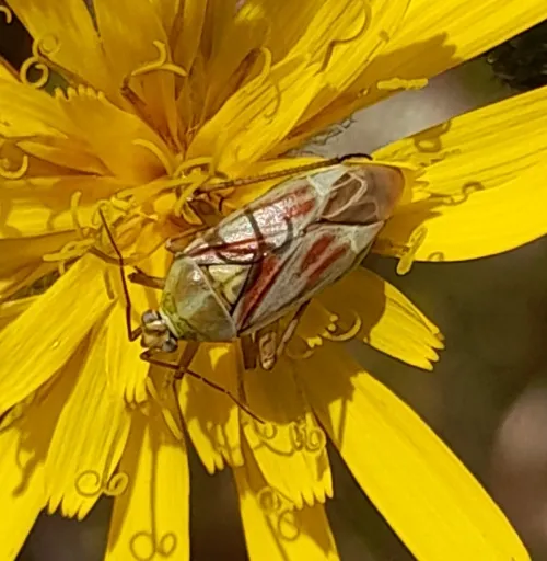 Calocoris roseomaculatus - photo 5