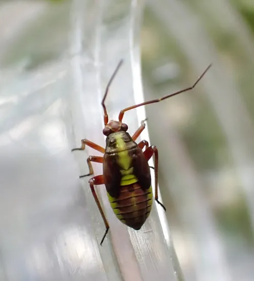 Calocoris roseomaculatus - photo 6