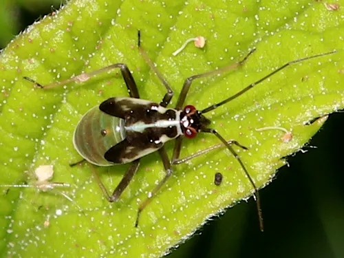 Grypocoris stysi - photo 2