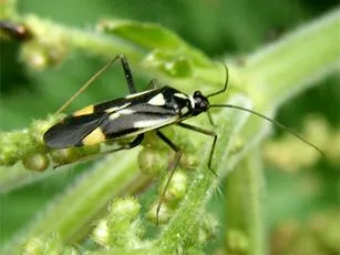 Grypocoris stysi - photo 3