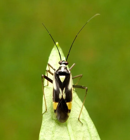 Grypocoris stysi - photo 4