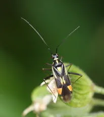 Grypocoris stysi - photo 5