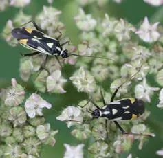 Grypocoris stysi - photo 6