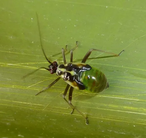 Grypocoris stysi - photo 7