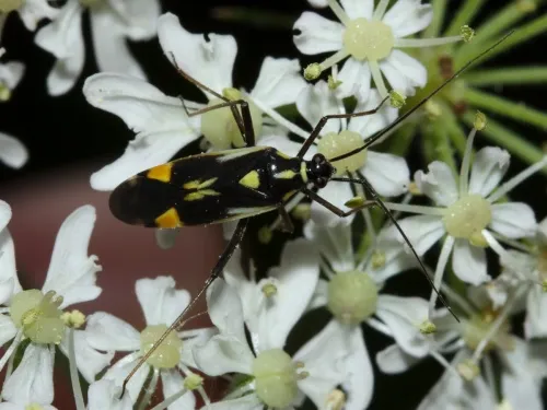 Grypocoris stysi - photo 8