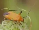 Calocoris texanus