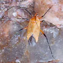 Calocoris texanus - photo 2