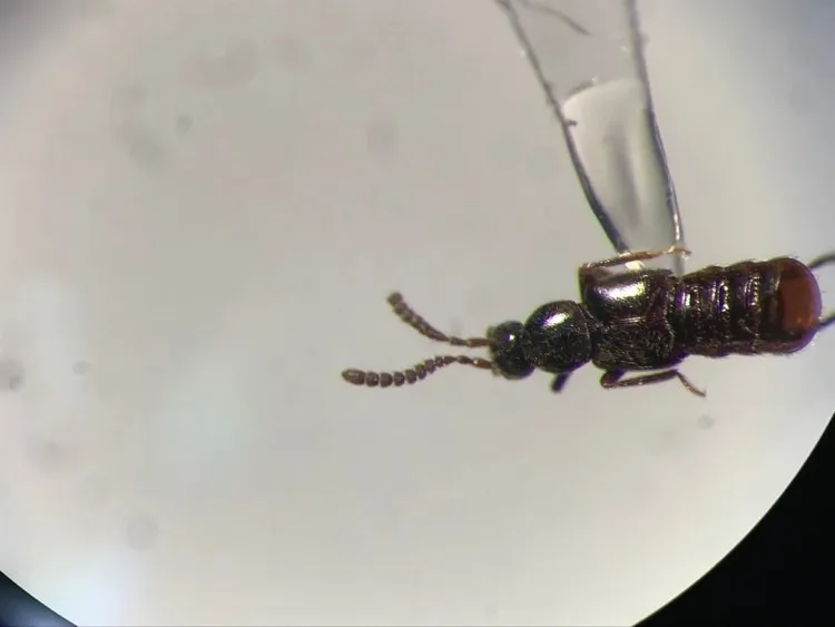 Calodera parviceps - photo 2