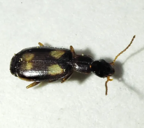 Calodromius spilotus - photo 2
