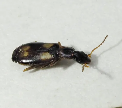 Calodromius spilotus - photo 3