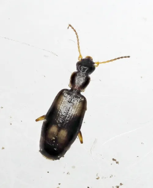 Calodromius spilotus - photo 4