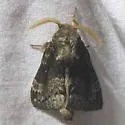 Caloecia juvenalis - Hodges#7689