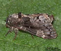 Caloecia juvenalis - Hodges#7689 - photo 2