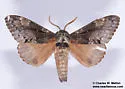 Caloecia juvenalis - Hodges#7689 - photo 4