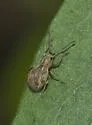 Imported Long-horned Weevil - photo 2