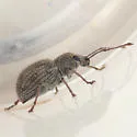 Imported Long-horned Weevil - photo 3