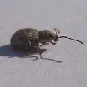 Imported Long-horned Weevil - photo 4