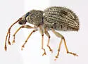 Imported Long-horned Weevil - photo 5