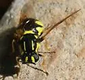 Caloparyphus crotchi - photo 2
