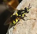 Caloparyphus crotchi - photo 3
