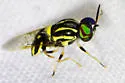 Caloparyphus decemmaculatus