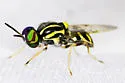 Caloparyphus decemmaculatus - photo 2